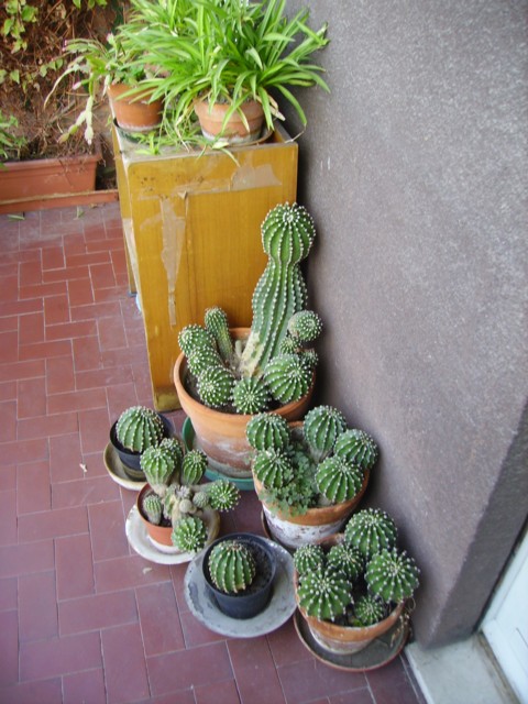 Echinopsis eyriesii? bridgesii? 