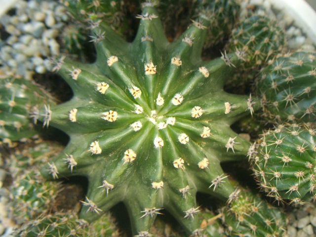  1a