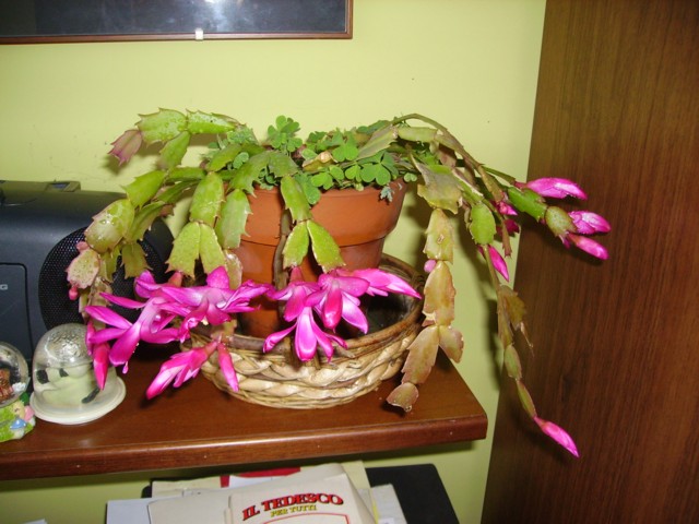 Zygocactus truncatus??? 
