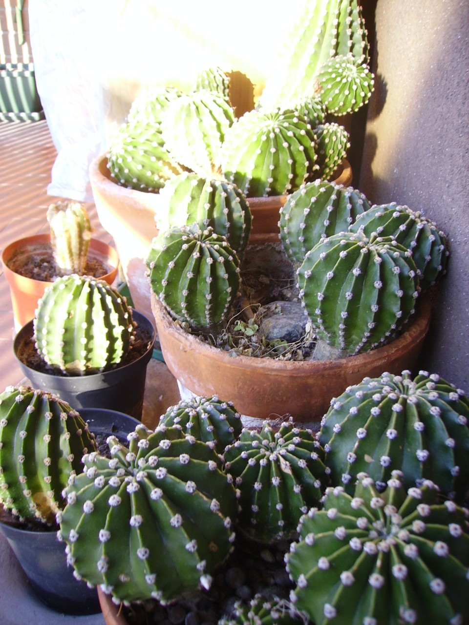 Echinopsis  