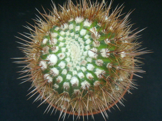   1a