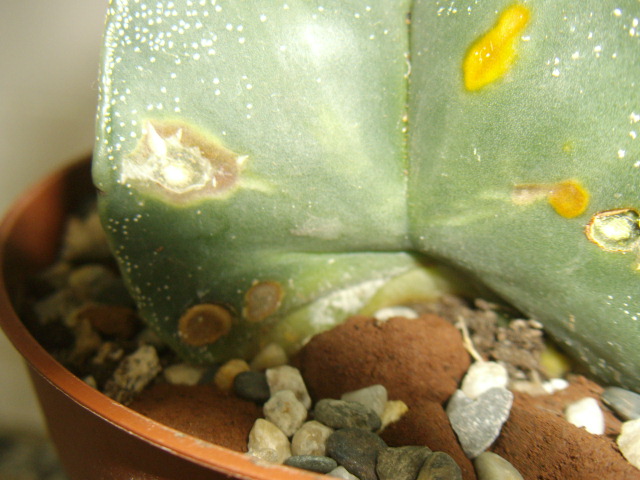 Astropythum myriostigma 