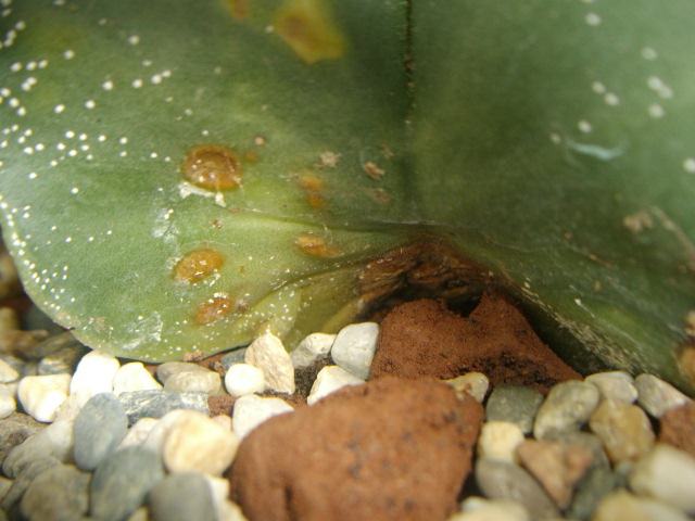Astrophytum myriostigma 