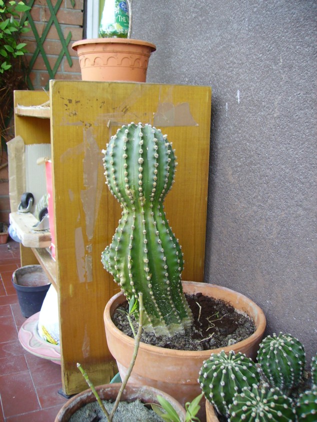 Echinopsis eyriesii 