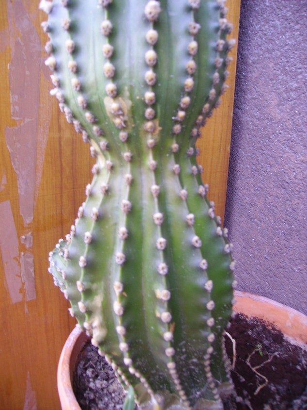 Echinopsis eyriesii 
