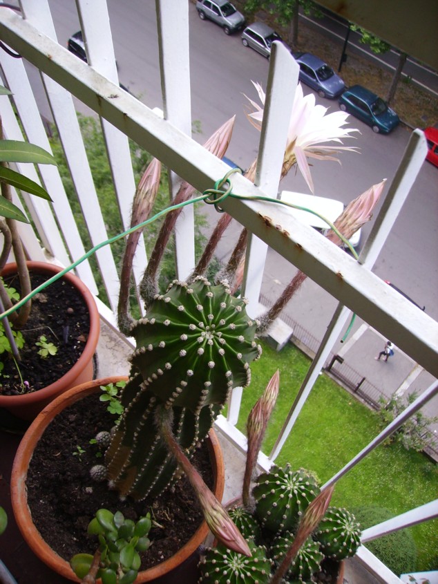 Echinopsis eyriesii 