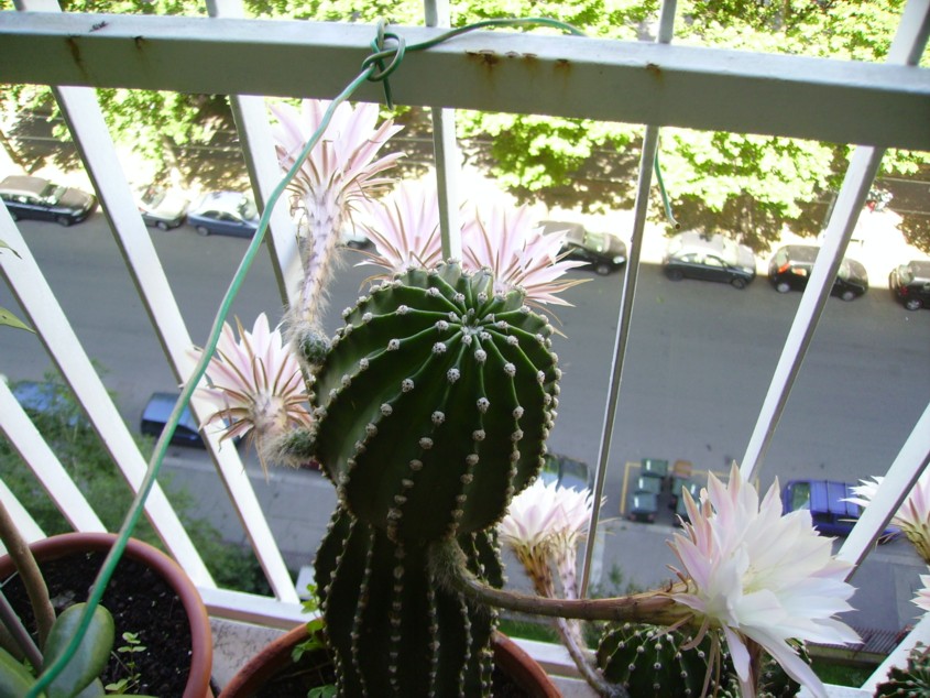 Echinopsis eyriesii 