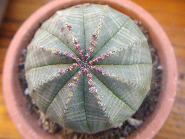   3a
