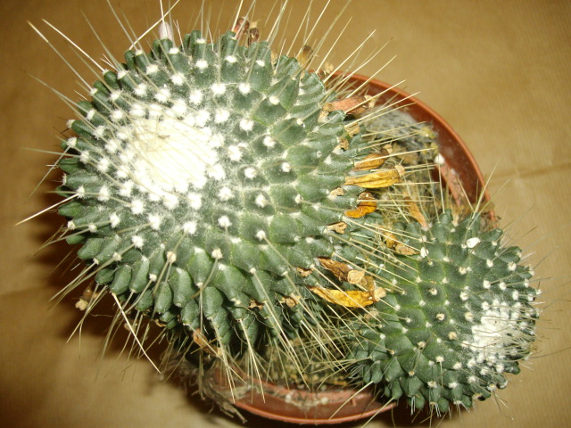  1a