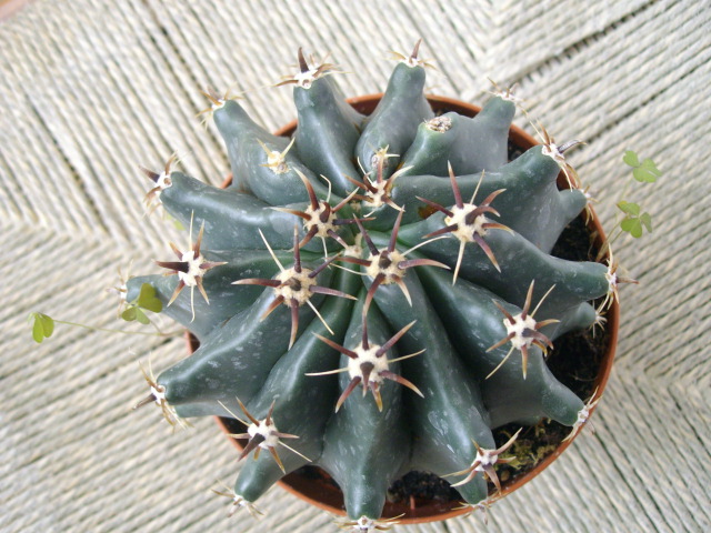   1a