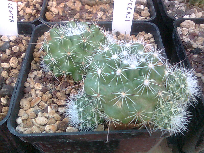 Mammillaria beneckei 