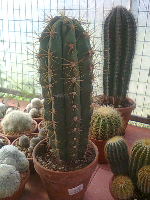 Trichocereus terscheckii 