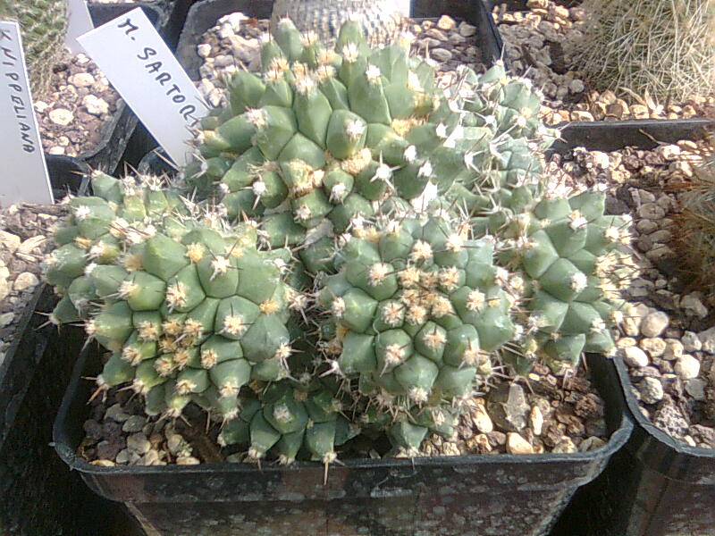 Mammillaria sartorii 