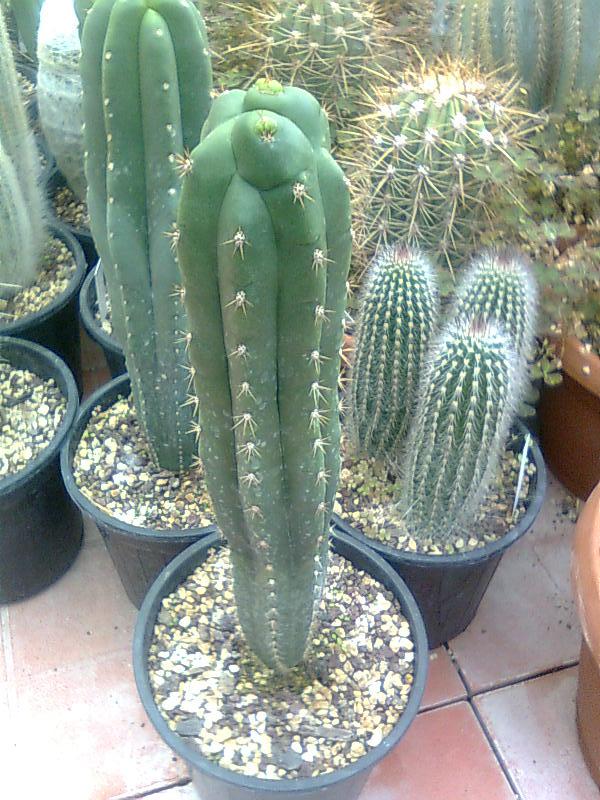 Trichocereus pachanoi 