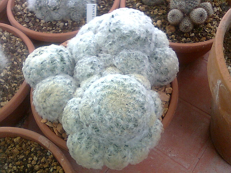 Mammillaria plumosa 