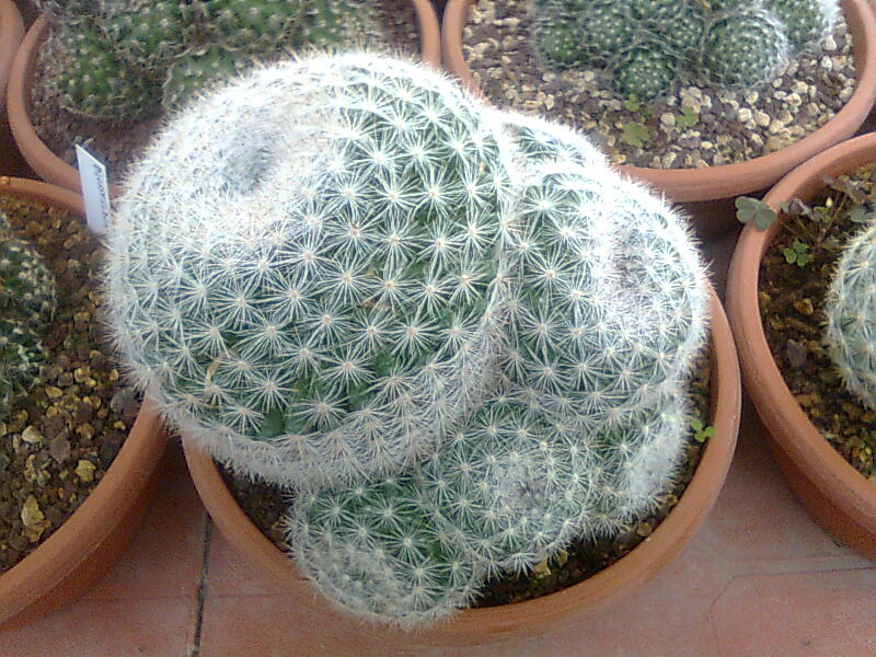 Mammillaria candida 