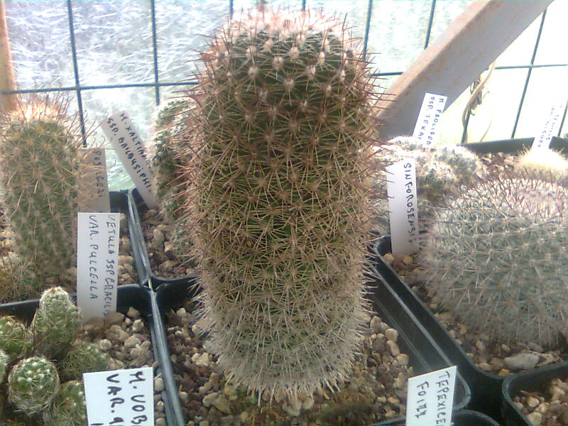 mammillaria bambusiphila v. parva