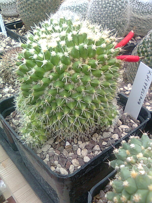 Mammillaria knippeliana REP 920