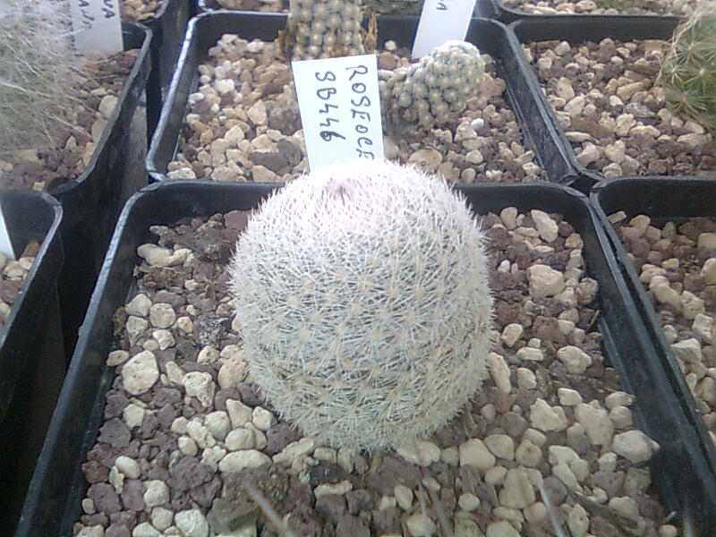 Mammillaria roseocentra SB446