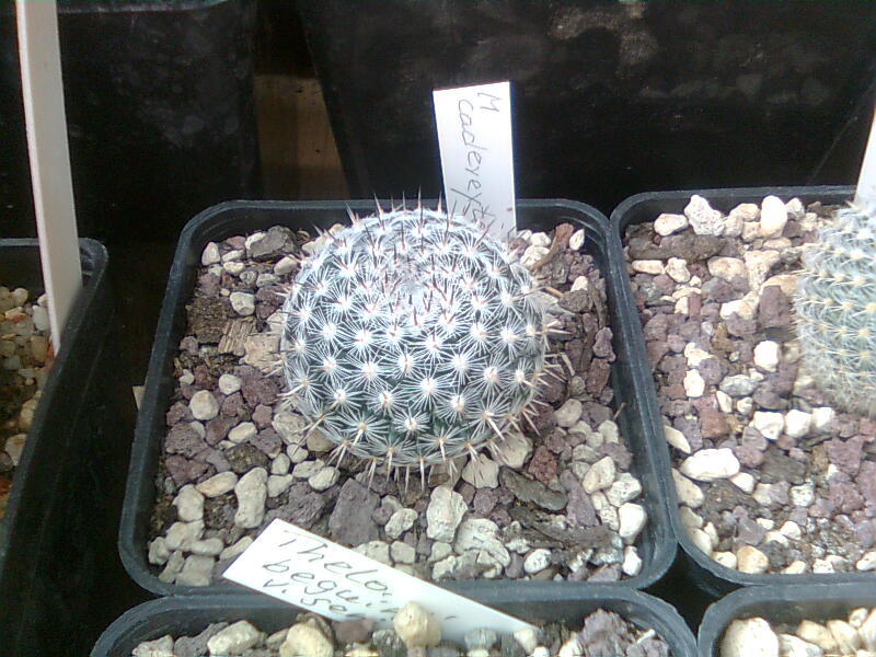 Mammillaria cadereytensis ROG564