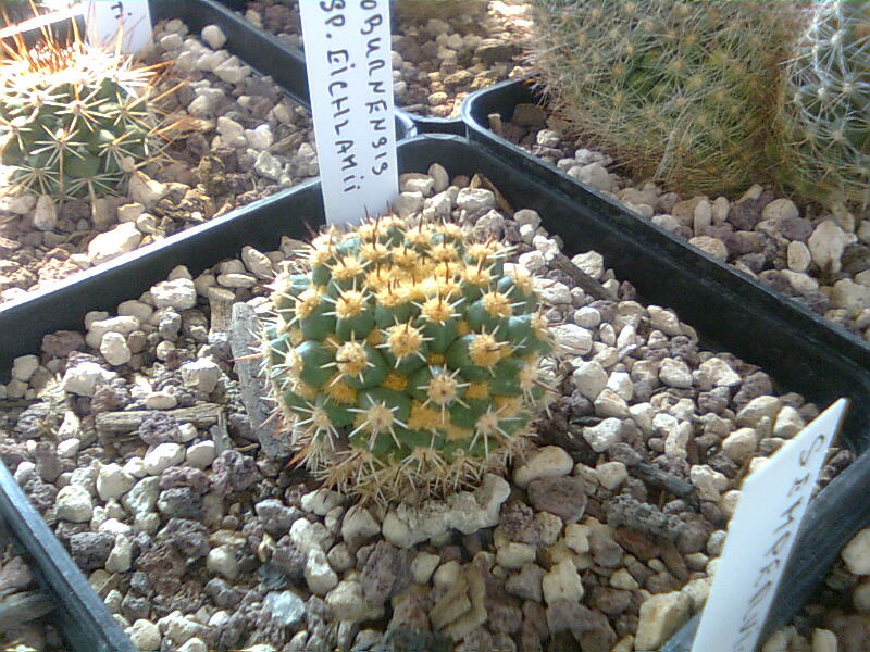 Mammillaria voburnensis ssp. eichlamii 