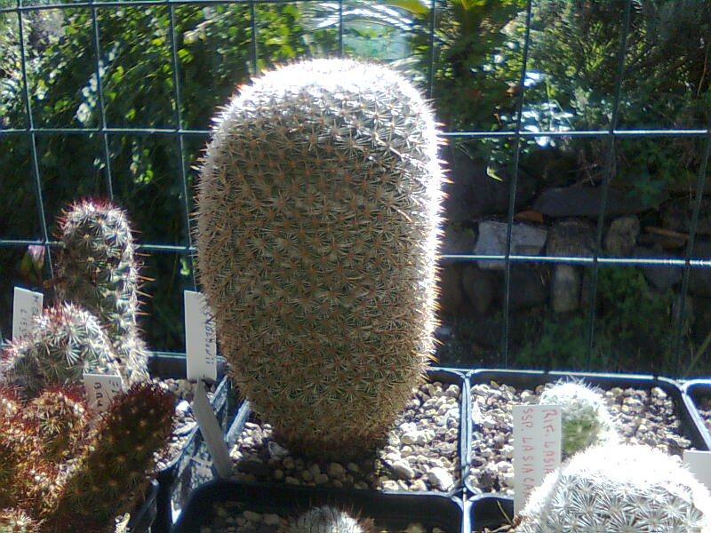 Mammillaria dealbata 