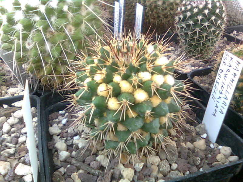 Mammillaria karwinskiana ssp. beiselii 