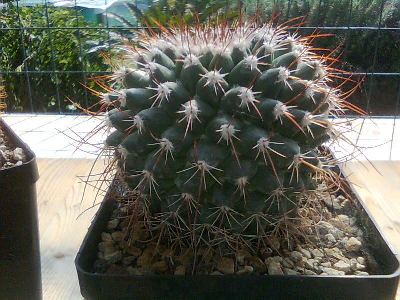 Mammillaria huiguerensis REP975