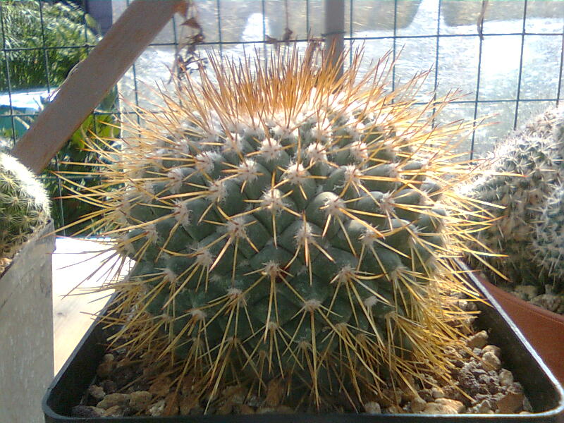 Mammillaria petterssonii REP1402