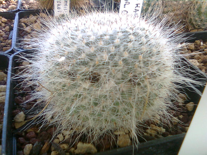 Mammillaria hahniana v. giseliana 