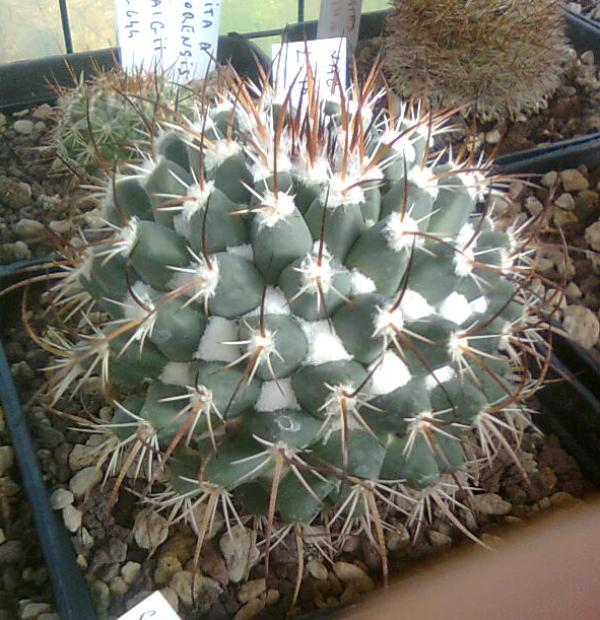 Mammillaria wagneriana WTH299