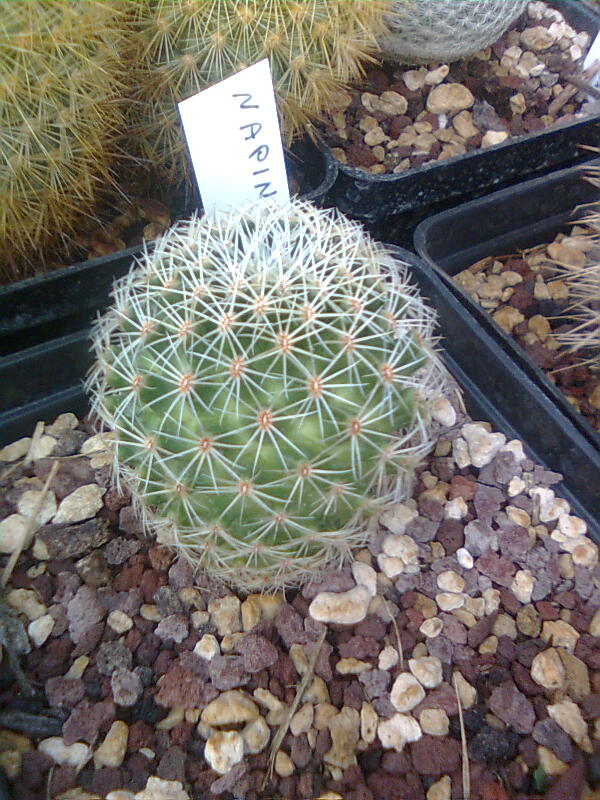 Mammillaria napina L1038