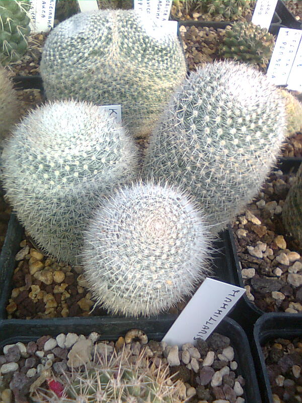 Mammillaria klissingiana 