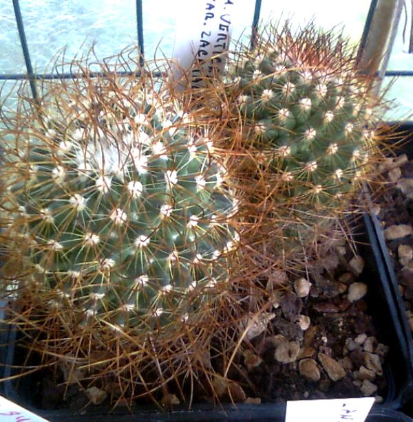Mammillaria verticealba v. zacatecasensis ML318