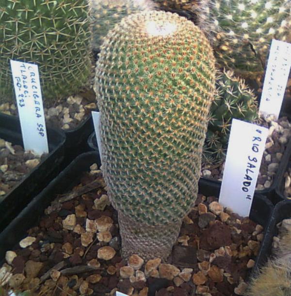 Mammillaria crucigera ssp. tlalocii FO223