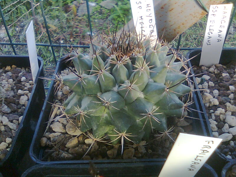 Mammillaria heyderi ssp. meiacantha REP1184B