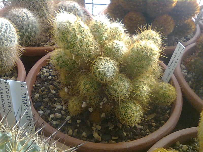 Mammillaria elongata ssp. echinaria SB555