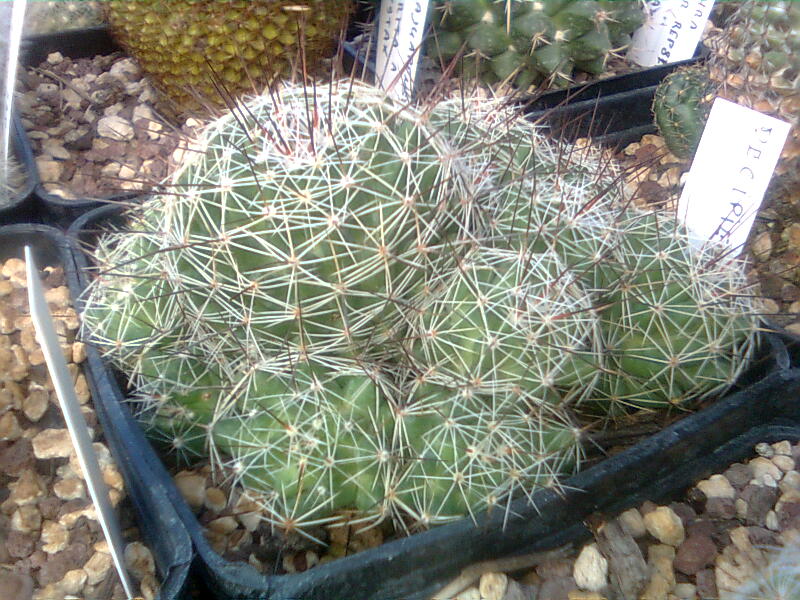 Mammillaria decipiens 