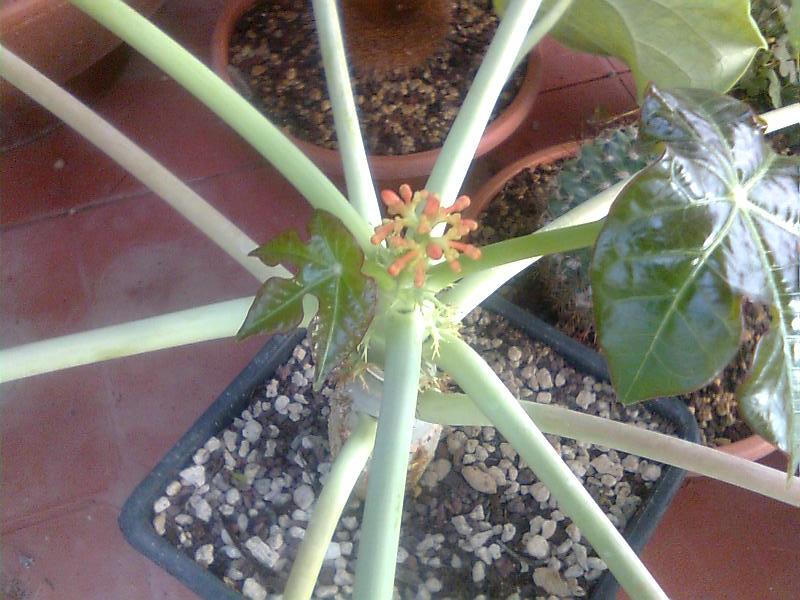 Jatropha podagrica 