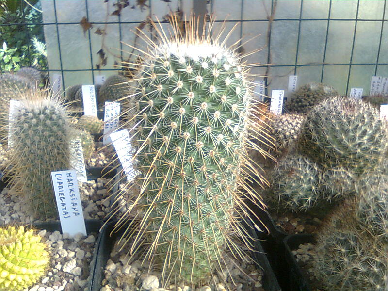 Mammillaria magnifica 