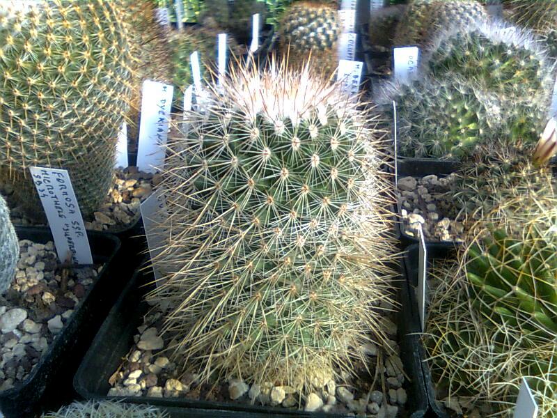 Mammillaria nunezii 