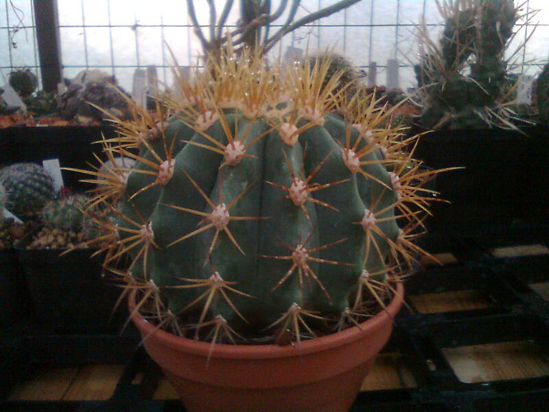 Ferocactus diguetii 