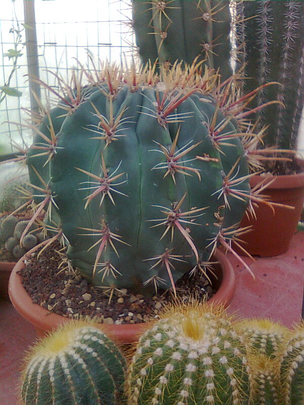 Ferocactus peninsulae REPP 735