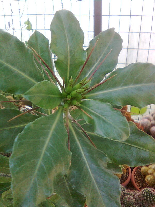 Pachypodium saundersii 