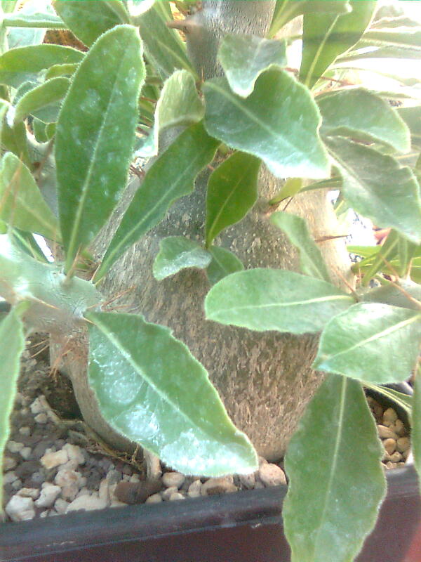 Pachypodium saundersii 