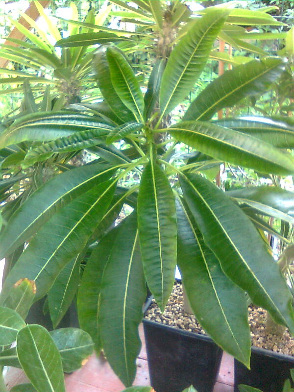 Pachypodium rutenbergianum 