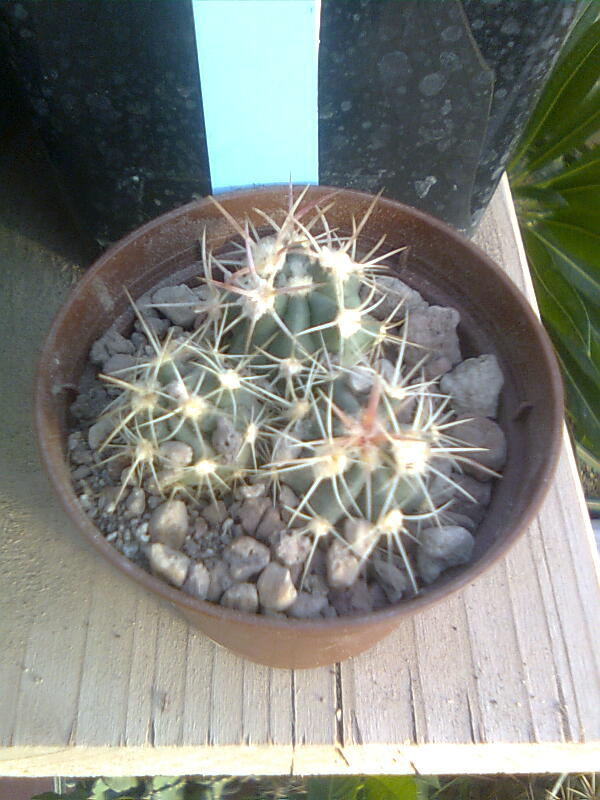 Echinocactus polycephalus ssp. xeranthemoides SB 475