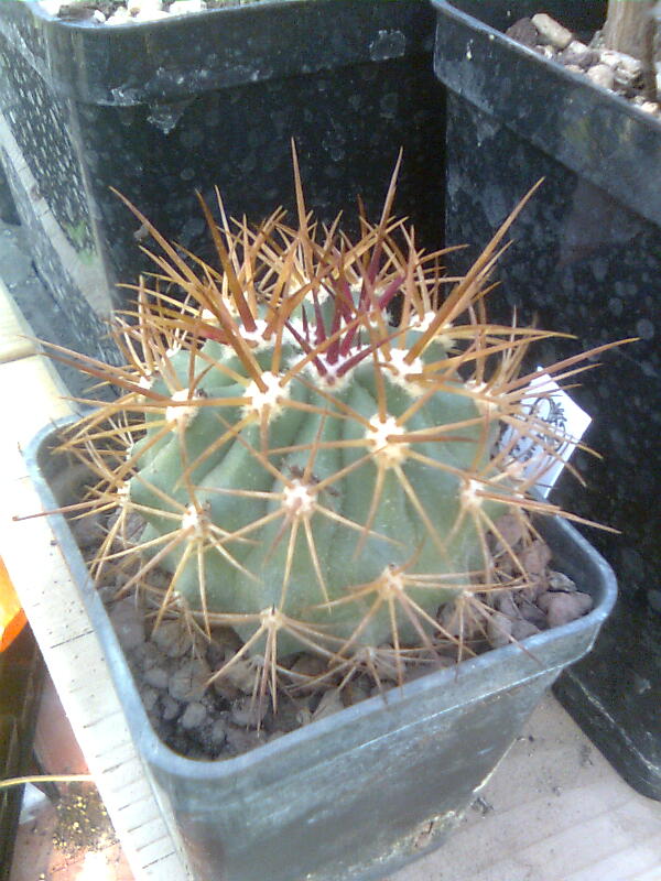 Ferocactus lindsayi 
