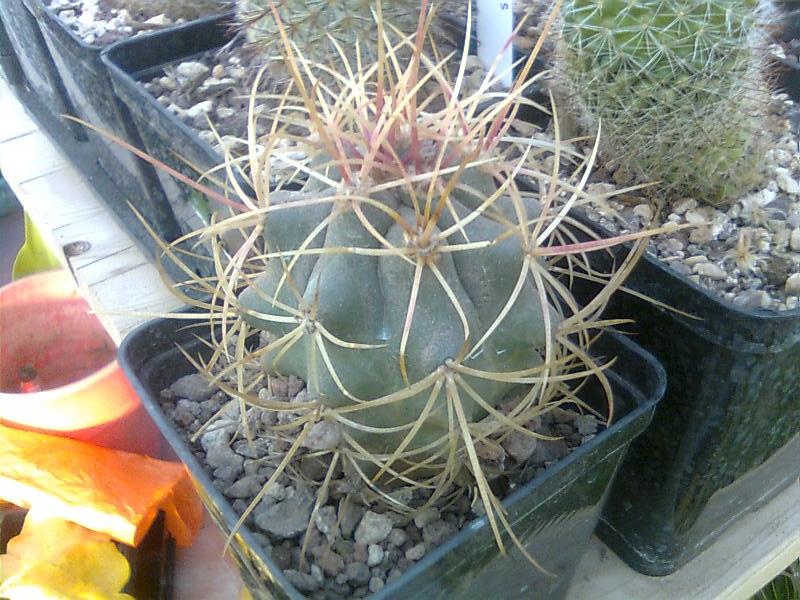 Ferocactus johnstonianus L1214