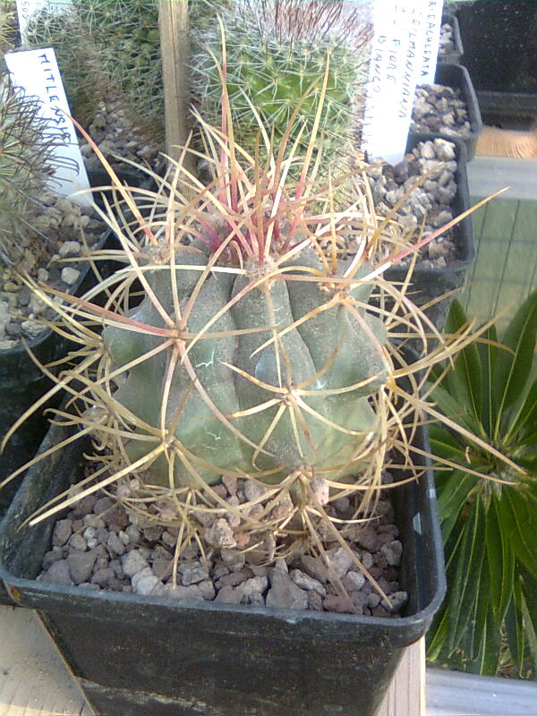 Ferocactus johnstonianus L1214